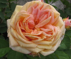 iris oldy