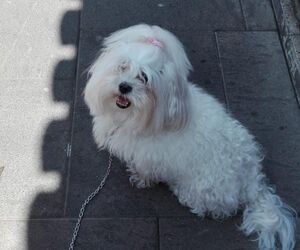 bea