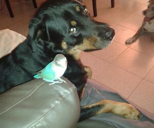 Toñi