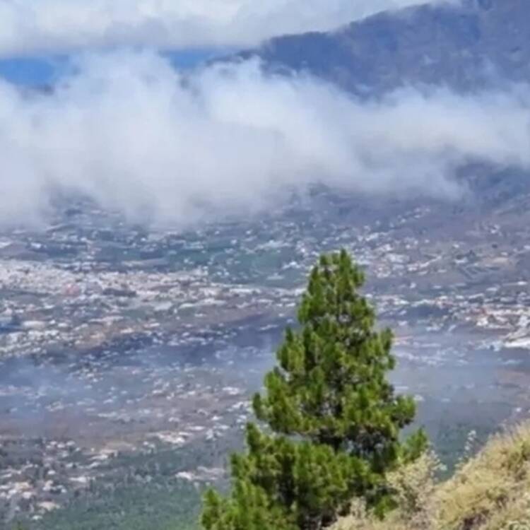 Foto de perfil de Palola